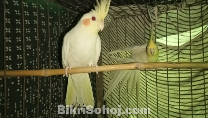 Lotino Cockatiel for sell